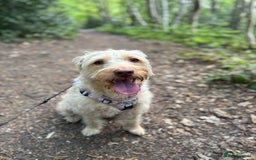 Labradoodle dogs for sale: Miniature Labradoodle - Image 5