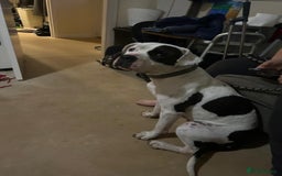 Mixed Breed dogs for sale: Tall staff cross  - Image 1