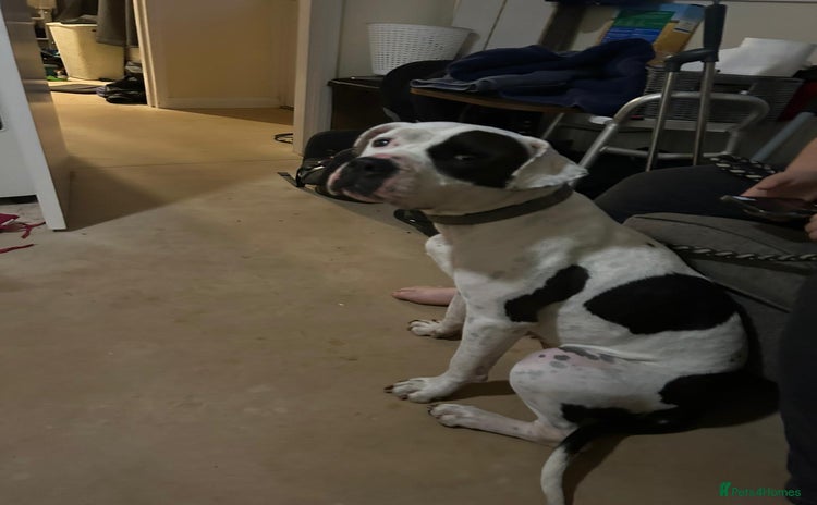 Mixed Breed dogs - Advert 1