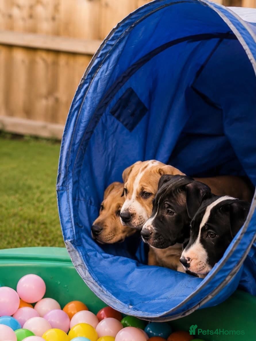 Mixed Breed dogs 10 week old pups  - Advert 1