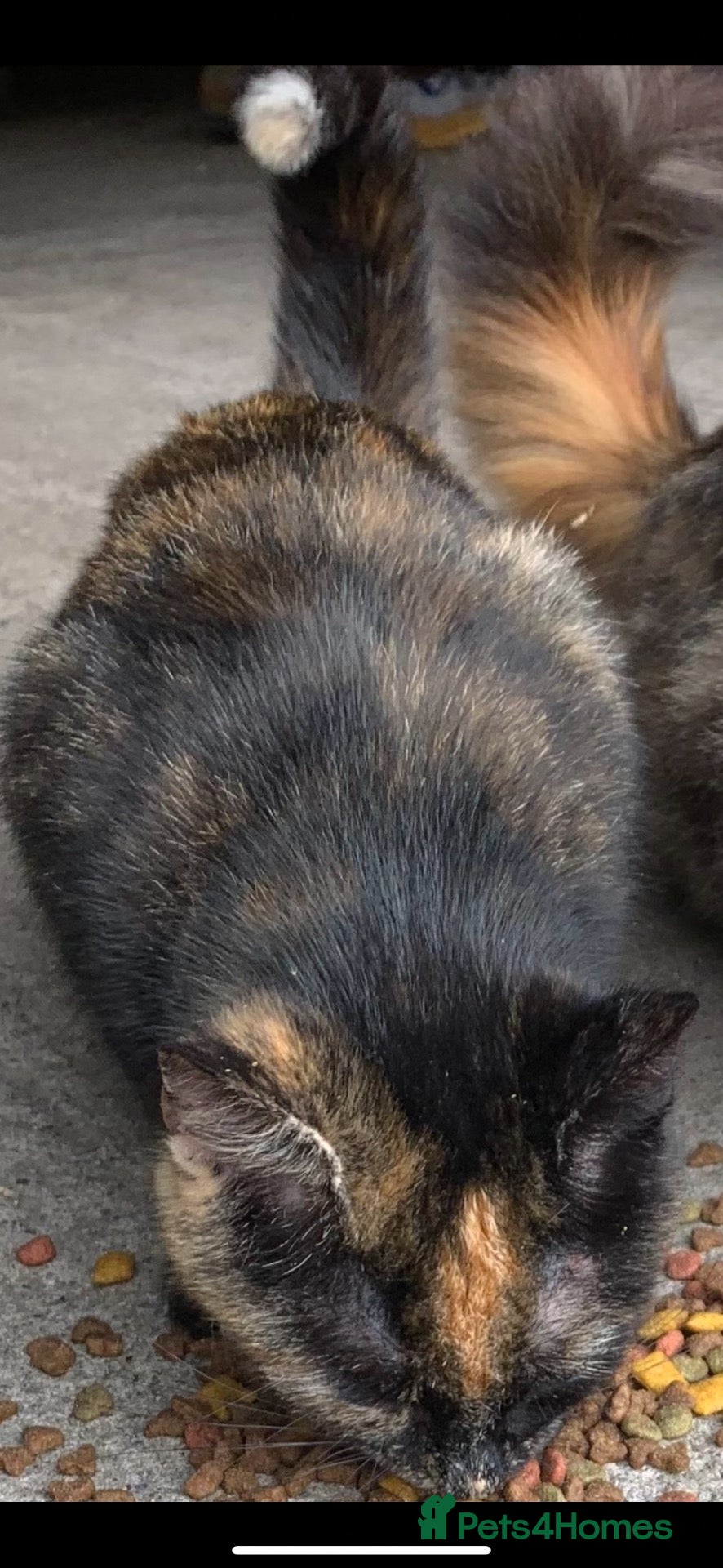 Mixed Breed cats Stunning kittens ready now  - Advert 2