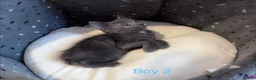 Russian Blue cats for sale: 3 Blue Kittens!  - Advert 3