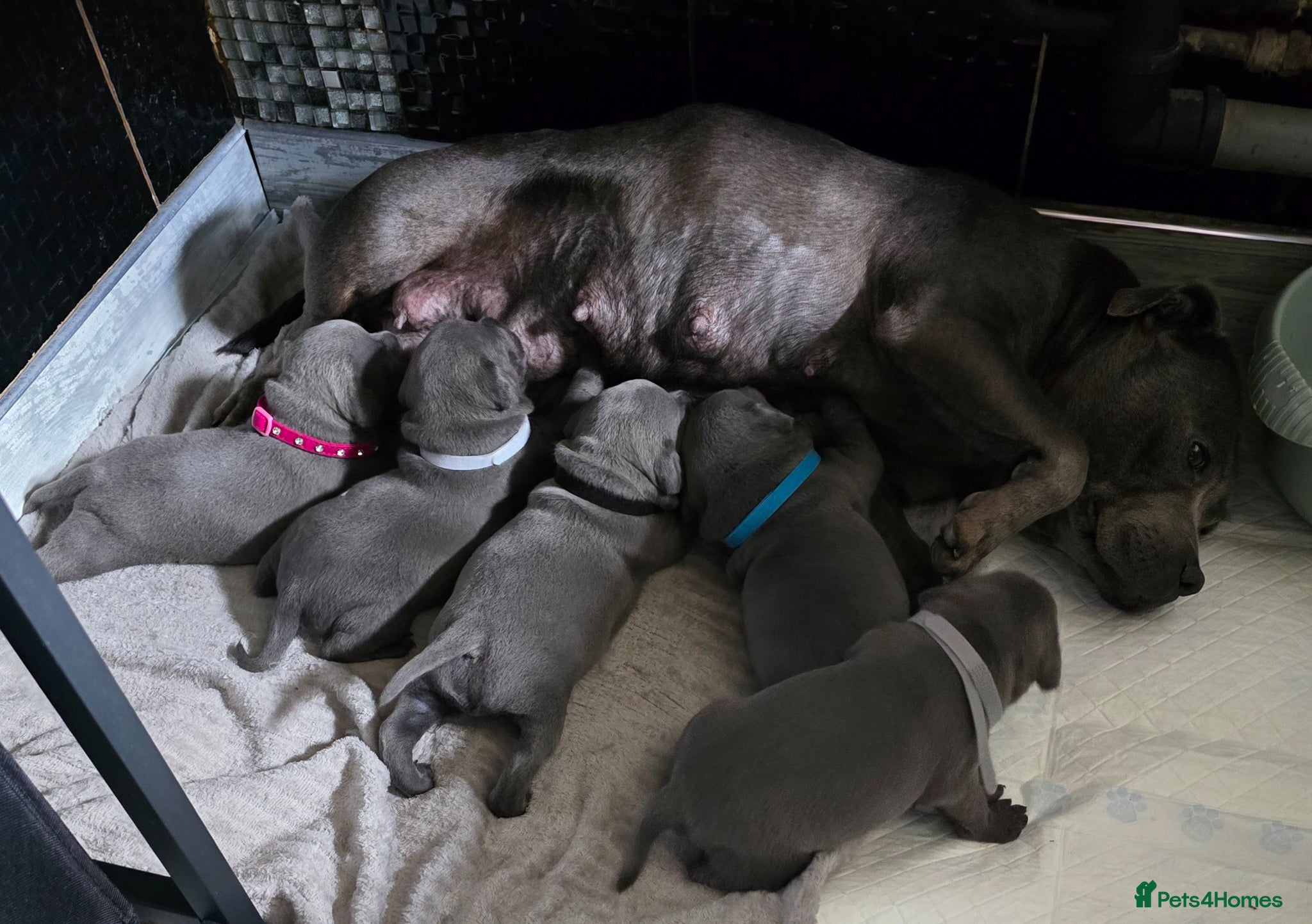 Staffordshire Bull Terrier dogs Stunning KC reg SBT BLUE PUPS - Advert 1