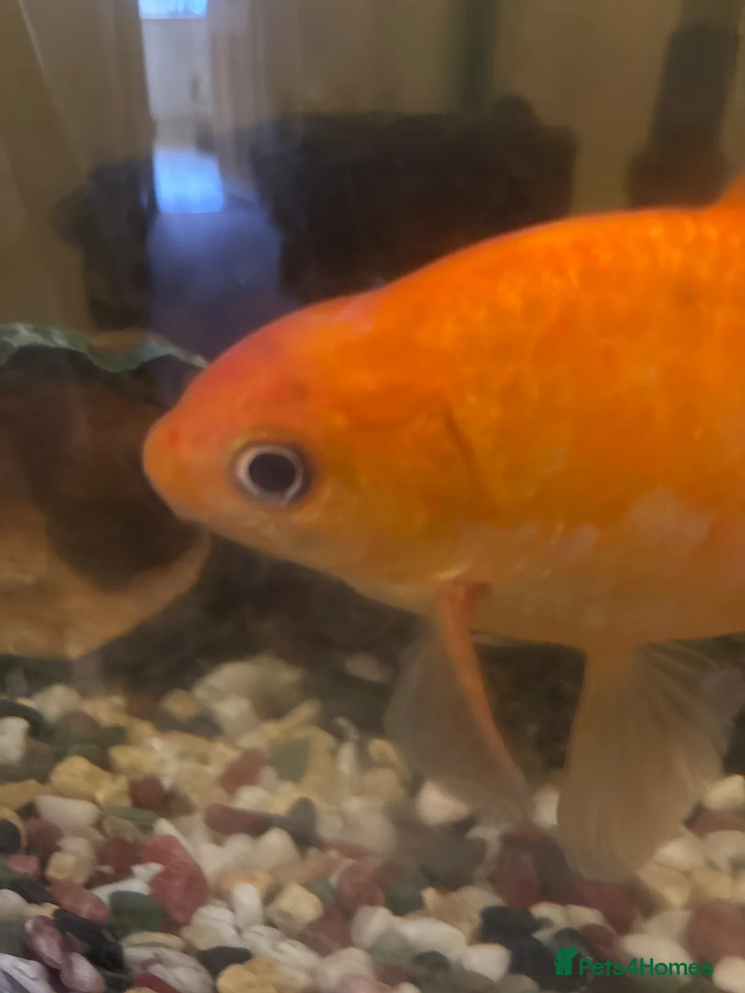 Goldfish fish for sale: Free goldfish in Southsea - Advert 3