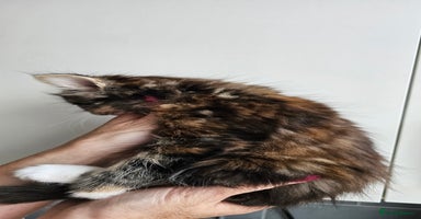 Mixed Breed cats - Advert 8