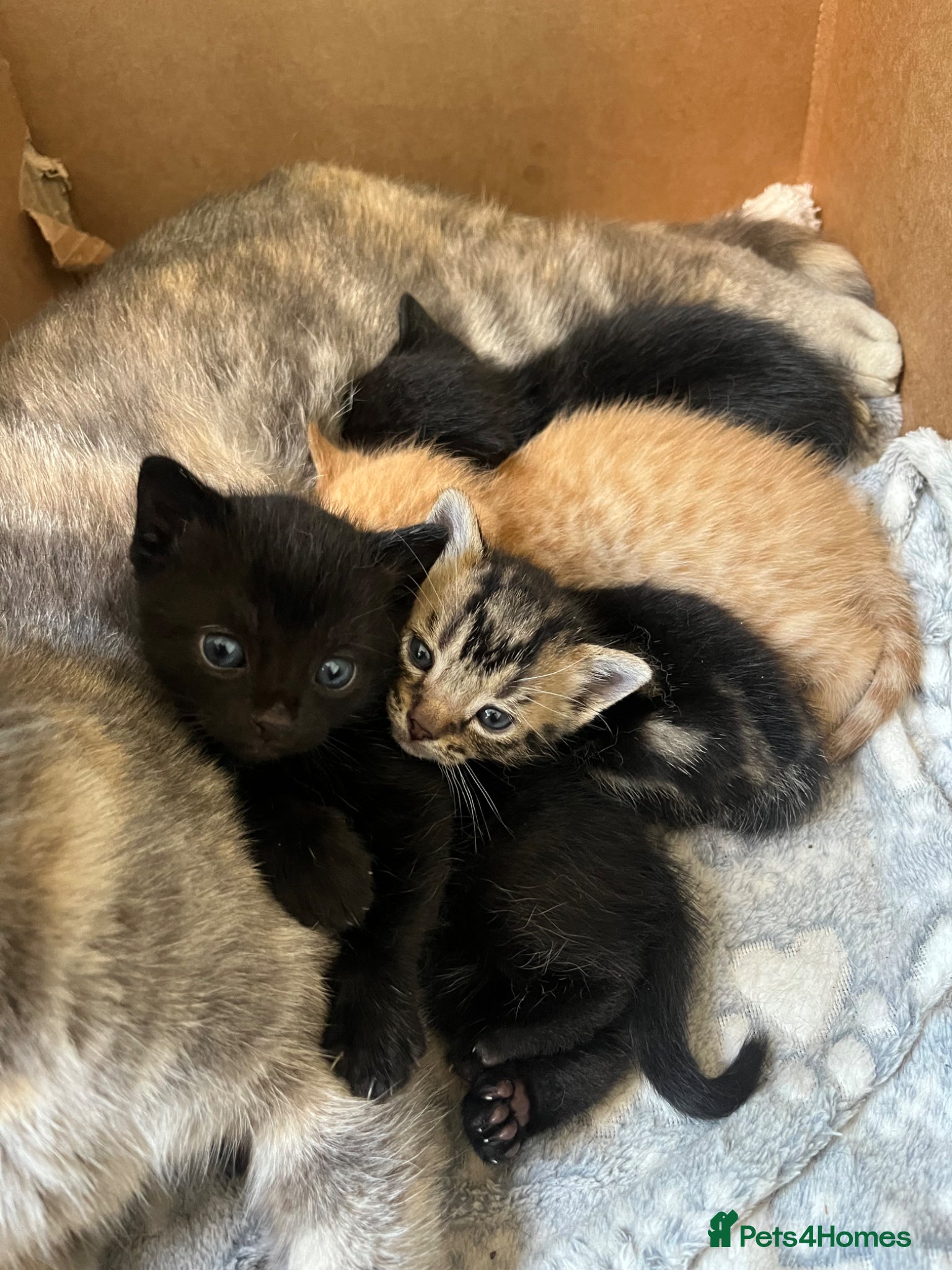 Mixed Breed cats Beautiful kittens - Advert 11