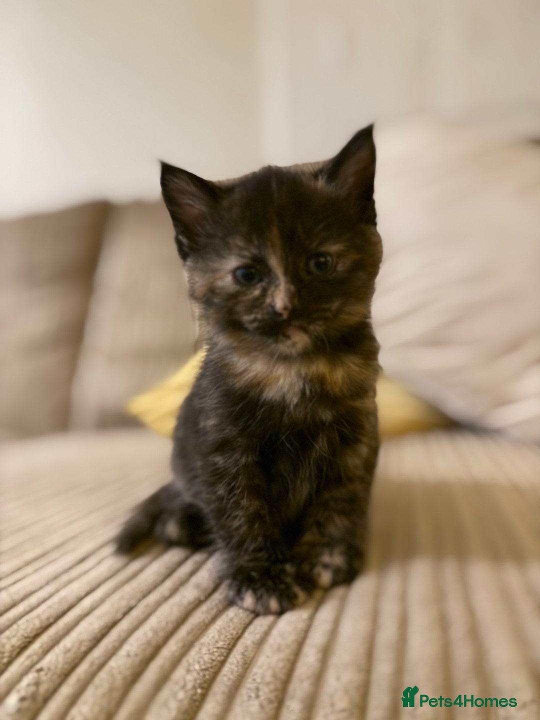 Mixed Breed cats for sale: Two beautiful kittens - Advert 3
