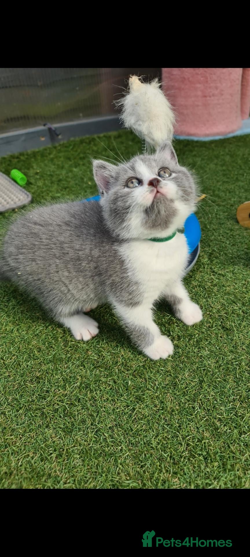 British Shorthair cats 💙 Last kitten**READY NOW** British shorthair** - Advert 11