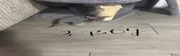 Sphynx cats for sale: Kitten in Rotherham - Advert 21