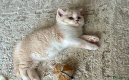 British Shorthair cats for sale: Beautiful , soft teddy bears 🩷🩷💙 - Image 21