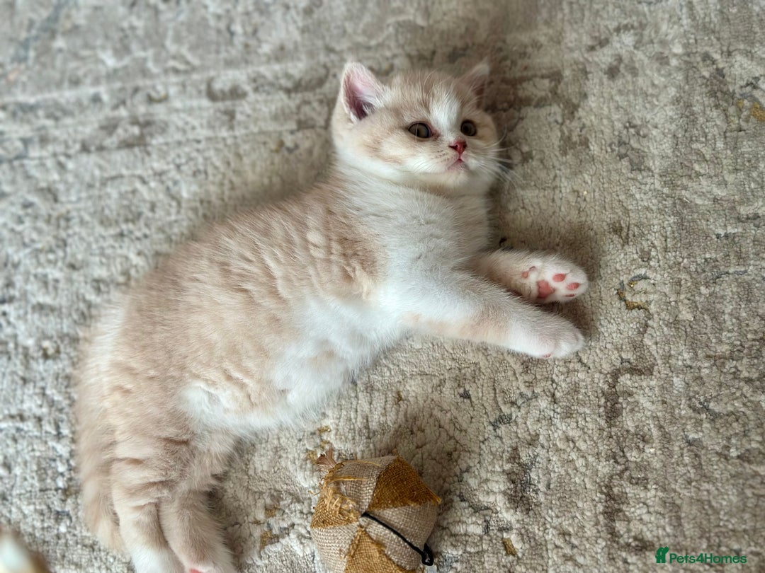 British Shorthair cats for sale: Beautiful , soft teddy bears 🩷🩷💙 - Image 21