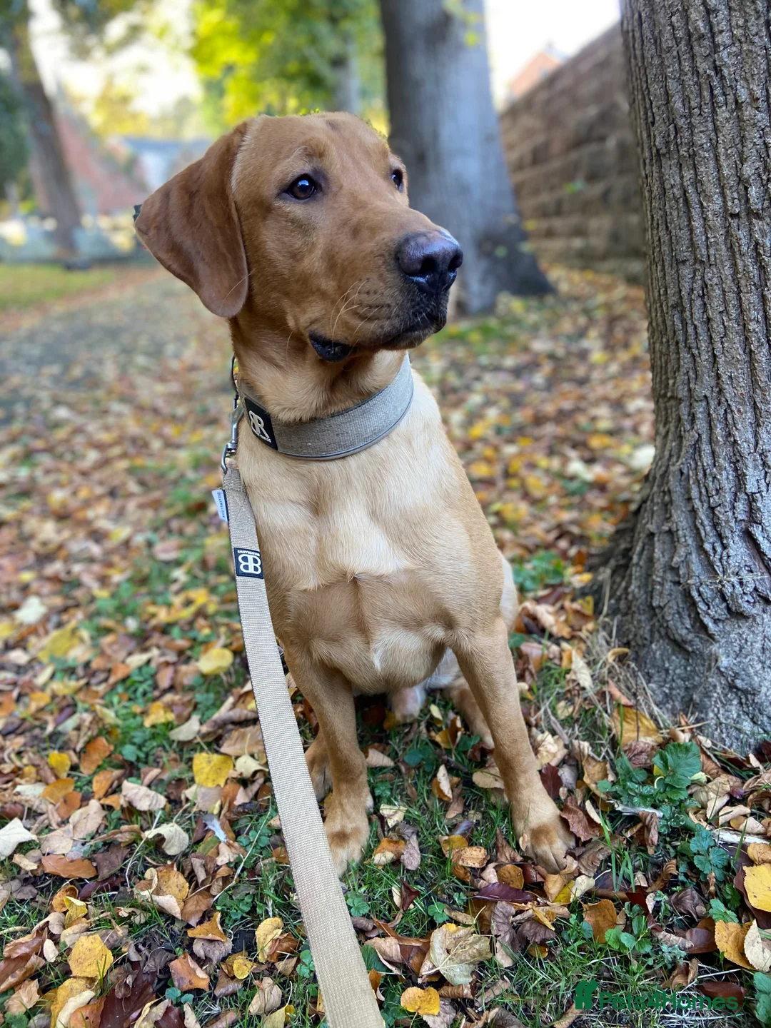 Labrador Retriever dogs for stud: Pedigree Health tested Fox Red Labrador for stud  in Wolverhampton - Advert 19