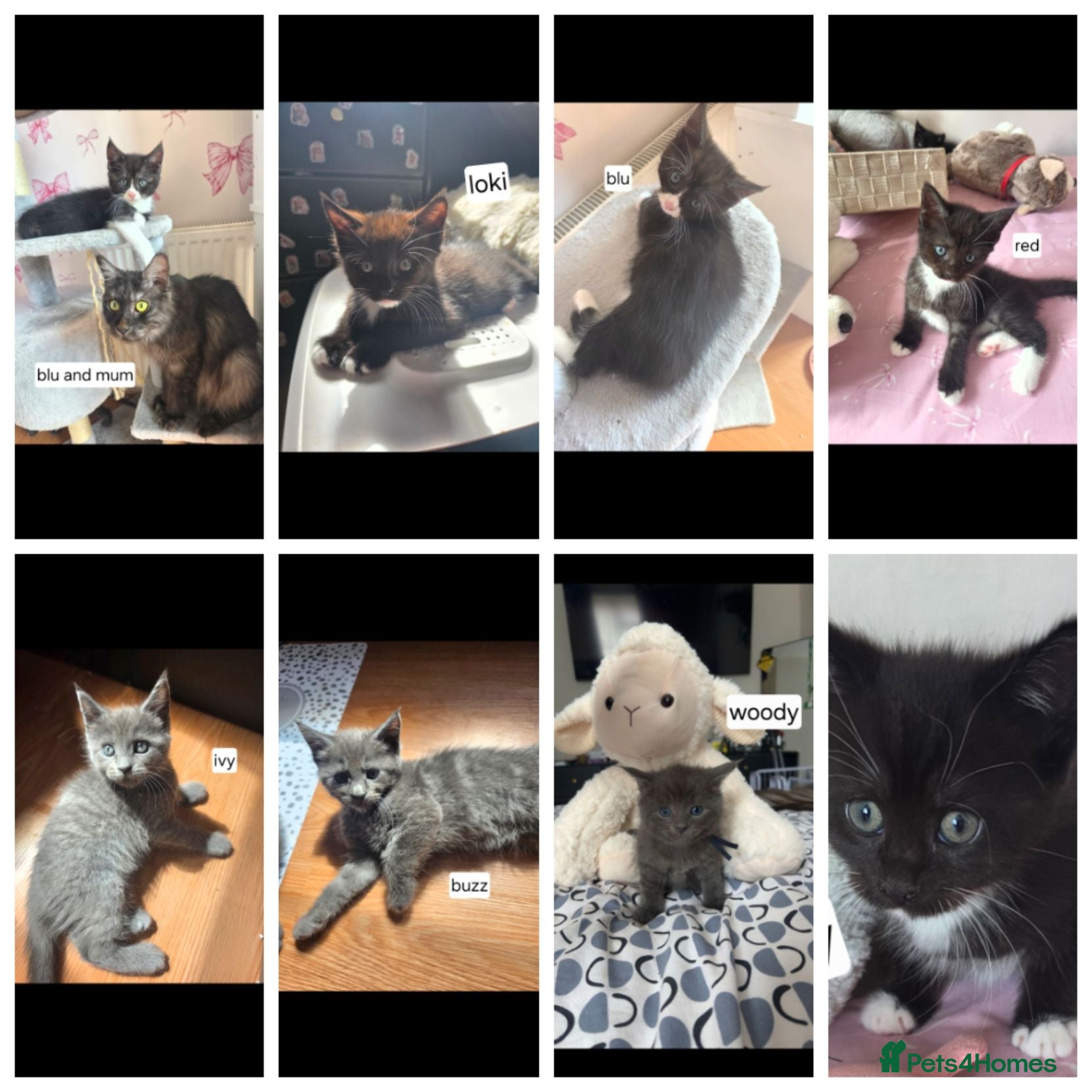 Maine Coon cats Mainecoon x babies - Advert 10