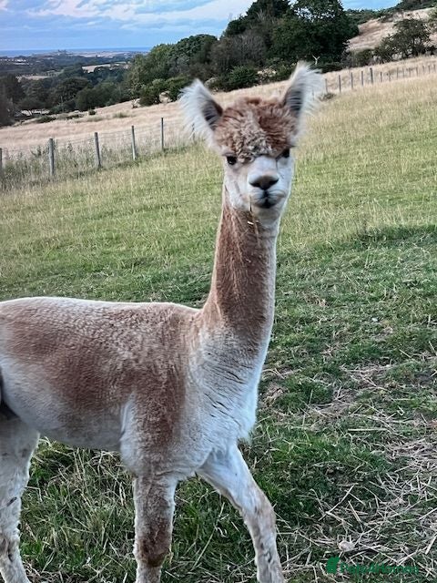 Alpaca livestock BAS registered male Alpaca for sale - Advert 4