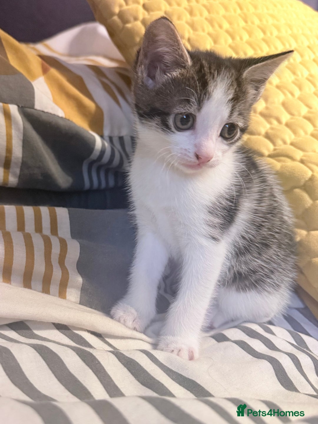 Mixed Breed cats for sale: Adorable mixed litter  - Image 5