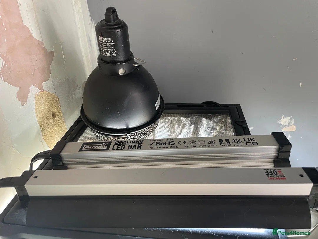 Gecko reptiles for sale: Mourning gecko enclosure and sand gecko enclosure  - Advert 2