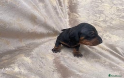 Dachshund dogs for sale: Dachshund puppies  - Image 3
