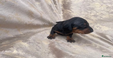 Dachshund dogs - Advert 2