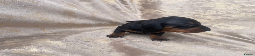 Dachshund Puppy 3