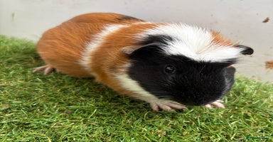 Guinea Pig rodents - Advert 9