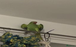 Ringnecks birds for sale: Green ringneck parrot - Advert 8