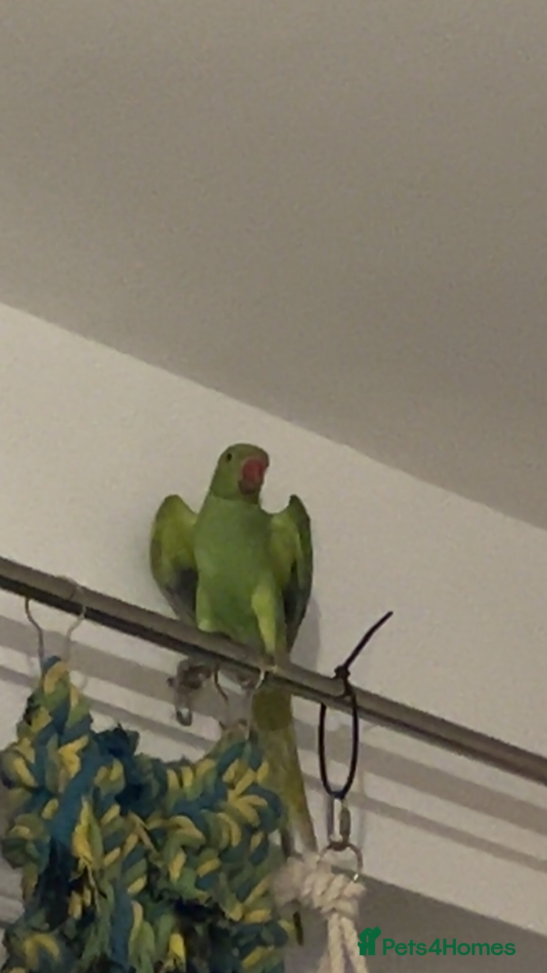 Ringnecks birds for sale: Green ringneck parrot - Advert 8