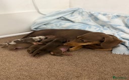 Miniature Dachshund dogs for sale: KC Mini Dachshunds (short hair)  - Image 7