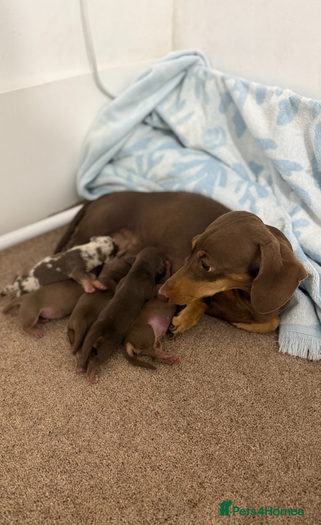 Miniature Dachshund dogs for sale: KC Mini Dachshunds (short hair)  - Image 7