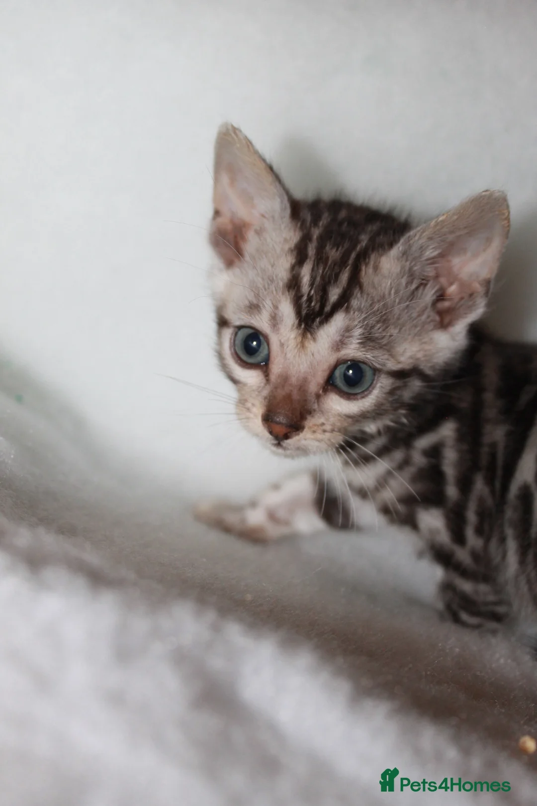 Bengal cats for sale: BEAUTIFUL BENGAL KITTENS FOR SALE- READY 03/04/26 - Advert 14
