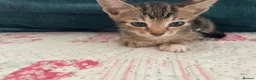Mixed Breed cats for sale: Siamese x Maine coon kittens - Advert 23