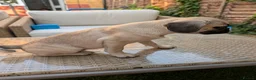 Pug dogs for sale: Loving Home Wanted for Pug Puppy - Advert 6