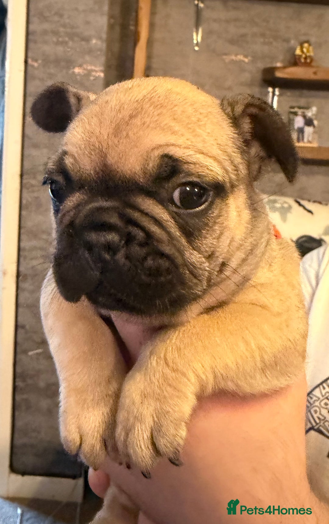 French Bulldog dogs for sale: READY NOW🐾 4 beautiful girls  - Advert 17
