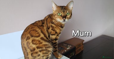 Bengal cats Pedigree,  TICA, loving, luxurious bengals - Advert 2