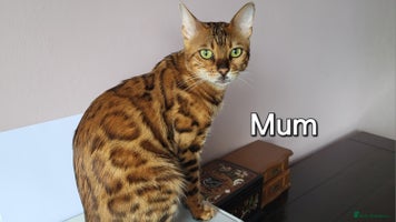 Bengal cats Pedigree, TICA, loving, luxurious bengals - Advert 3