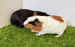 Guinea Pig rodents for sale: Super calm, friendly Guinea pig females  - Image 28