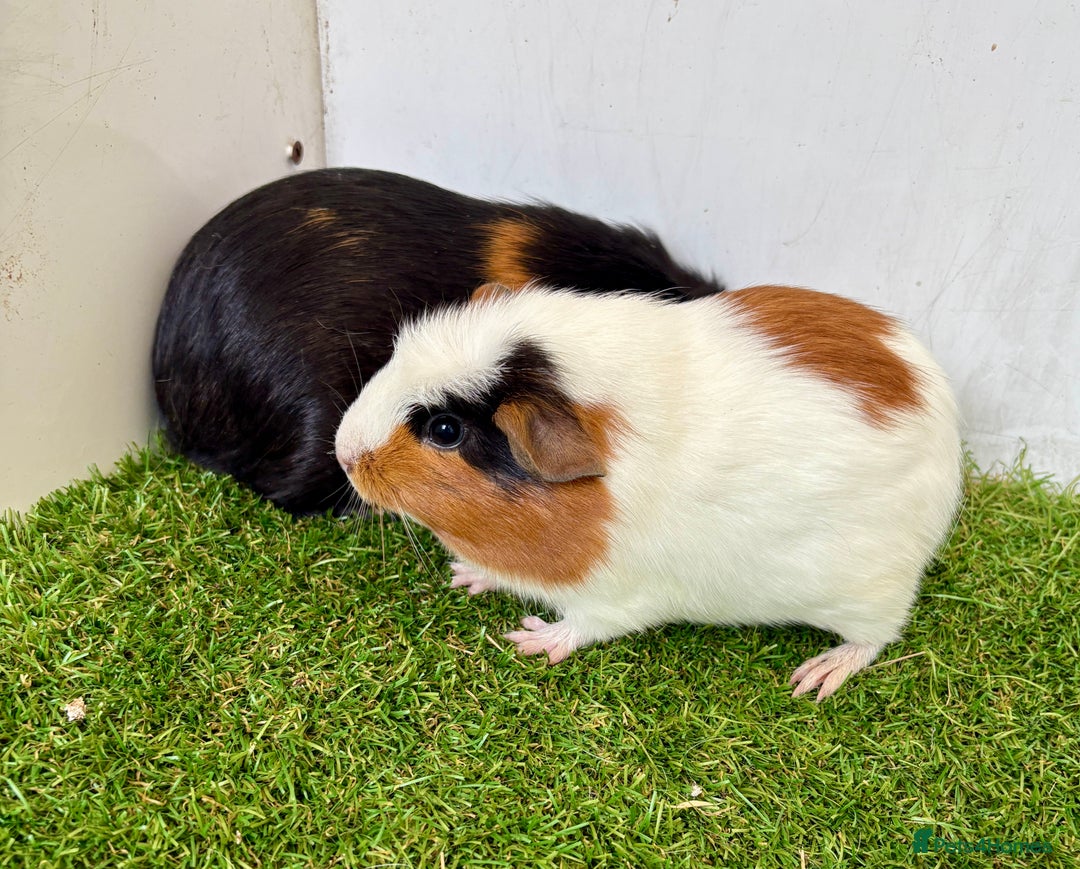 Guinea Pig rodents for sale: Super calm, friendly Guinea pig females  - Image 28