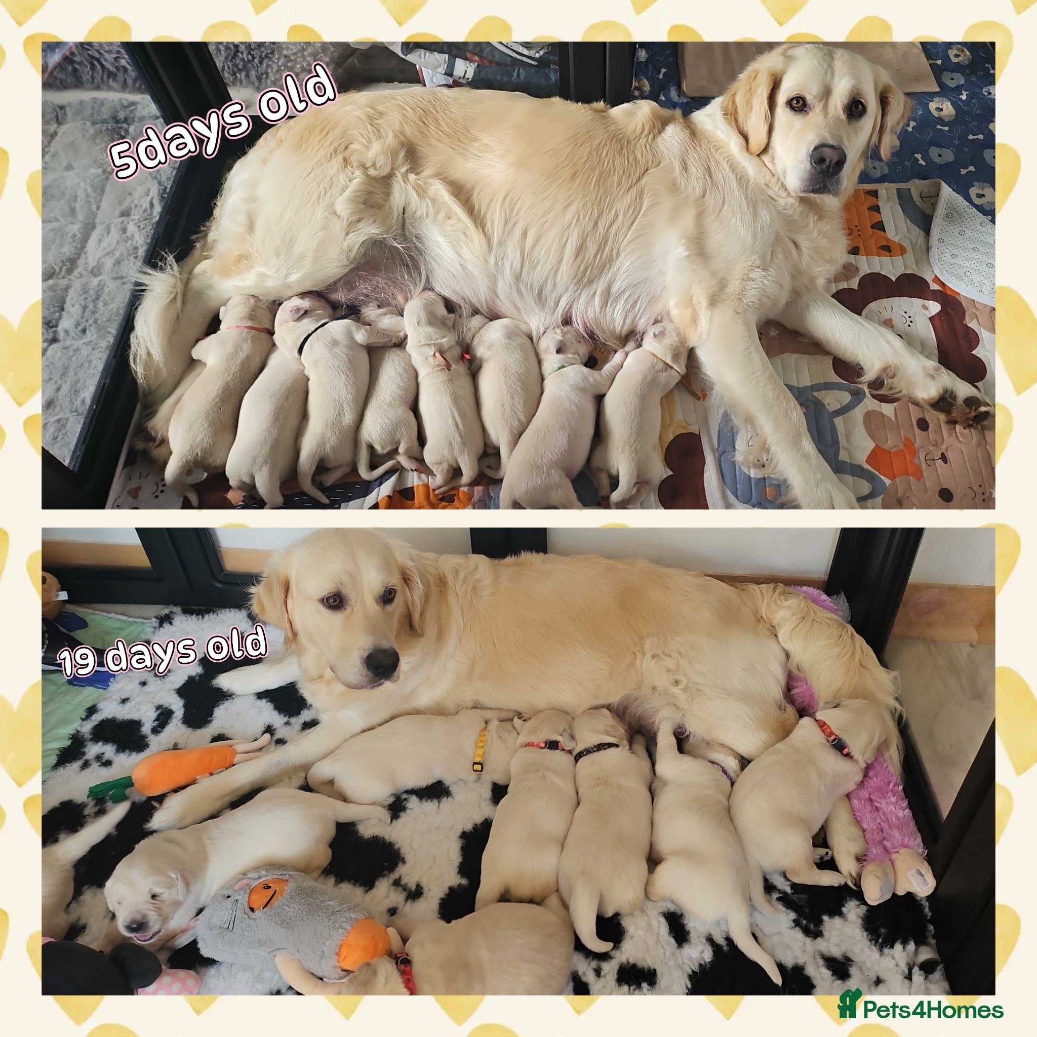 Golden Retriever dogs 8 stunning kc registered golden retriever puppies  - Advert 8
