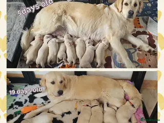Golden Retriever dogs 8 stunning kc registered golden retriever puppies - Advert 6