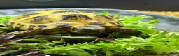 Tortoise reptiles for sale: 2 year old Horsefield tortoise - Advert 1