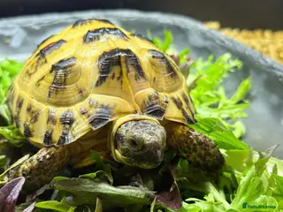 Tortoise reptiles 2 year old Horsefield tortoise - Advert 1