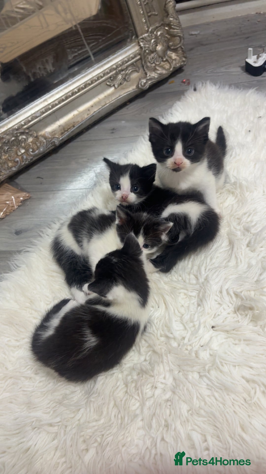 British Shorthair cats for sale: black and white gorgeous short hair kittens ready - Advert 12