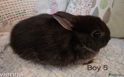 Netherland Dwarf rabbits for sale: Purebred Netherland Dwarf Rabbits Now  - Image 2