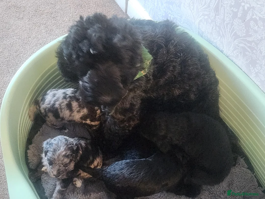 Cockapoo dogs for sale: Cockerpoo pups  - Advert 6
