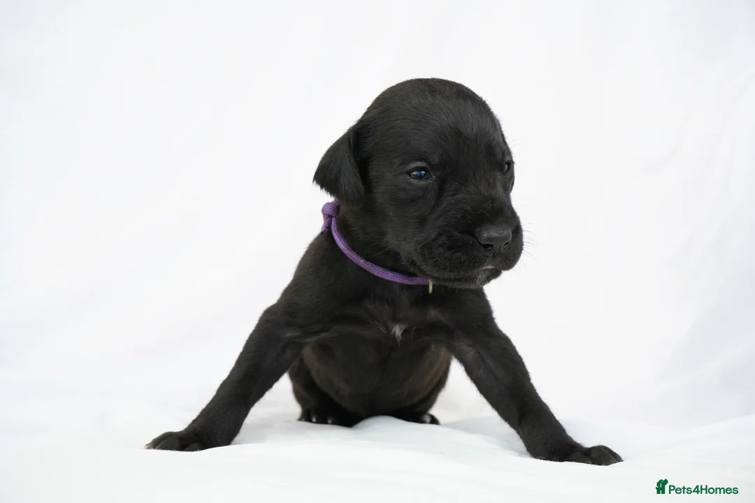 Great Dane dogs for sale: Health Tested KC reg Great Dane puppies - Advert 7
