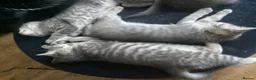 Mixed Breed cats for sale: Ragdoll x British shorthair  - Advert 16