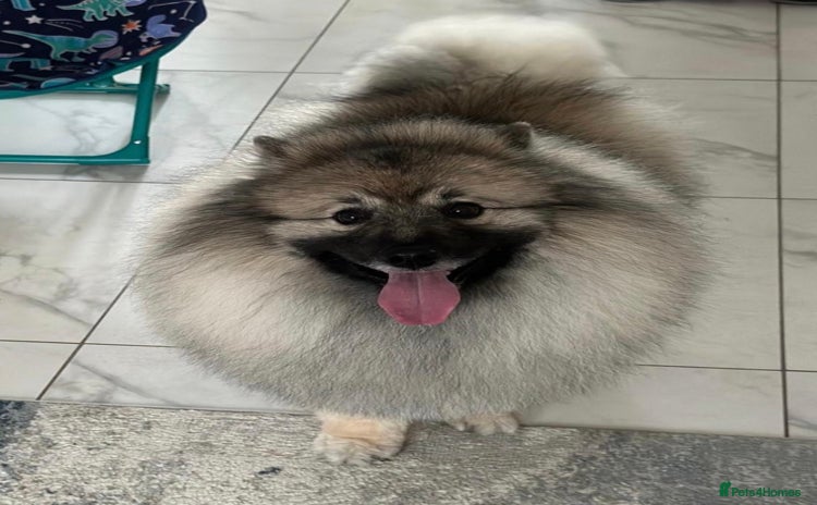 Keeshond dogs Keeshond male - Advert 16
