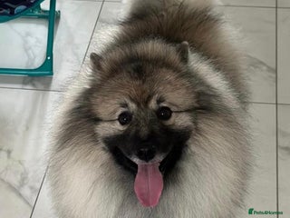 Keeshond dogs Keeshond male - Advert 1