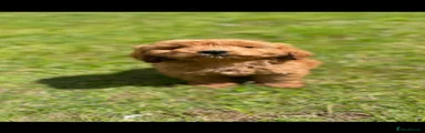 Cockapoo 3