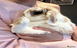 Mini Lop rabbits for sale: 2x Gorgeous mini lops sadly needing to be rehomed  - Image 4