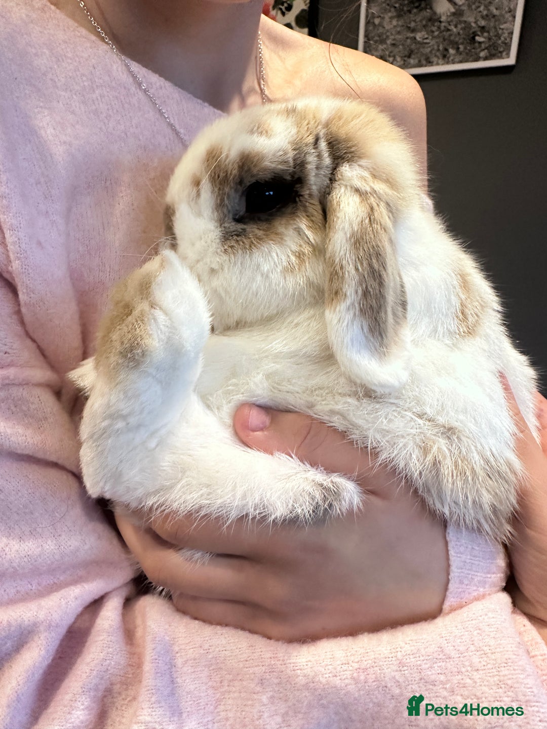 Mini Lop rabbits for sale: 2x Gorgeous mini lops sadly needing to be rehomed  - Image 4